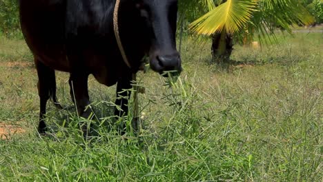 vaca negra pastando y masticando un parche de plantas verdes