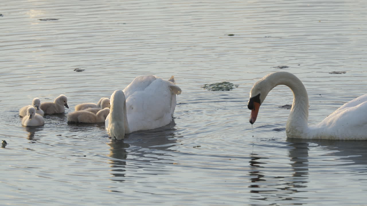 A family of baby swans takes their first steps into the water with their mom as the sun rises.