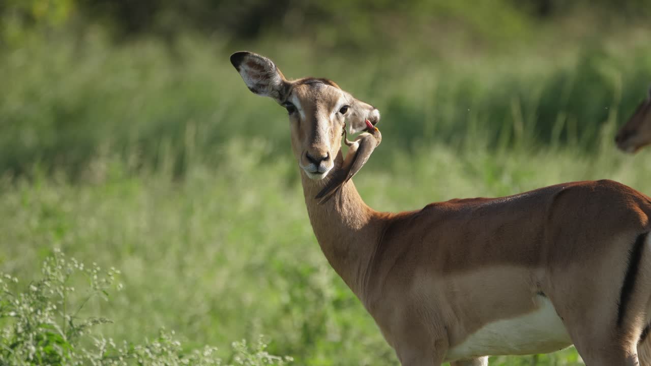 picabueyes de pico rojo comiendo los parásitos de la oreja de una hembra de impala