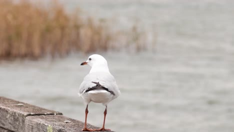 seagull standing on a wooden railing