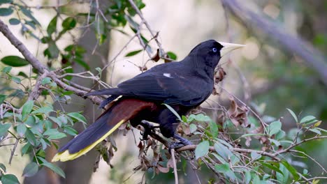 Beautiful-Crested-Oropendola-Bird-perched-on-branch-of-tree-during-sunlight---Close-up-shot