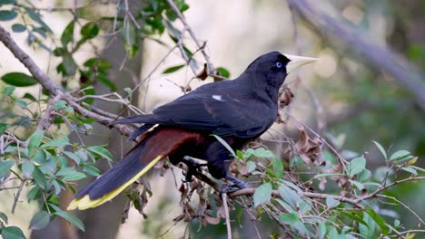 Wunderschöner-Oropendola-Vogel-Mit-Haube,-Der-Bei-Sonnenlicht-Auf-Einem-Ast-Eines-Baumes-Thront---Nahaufnahme