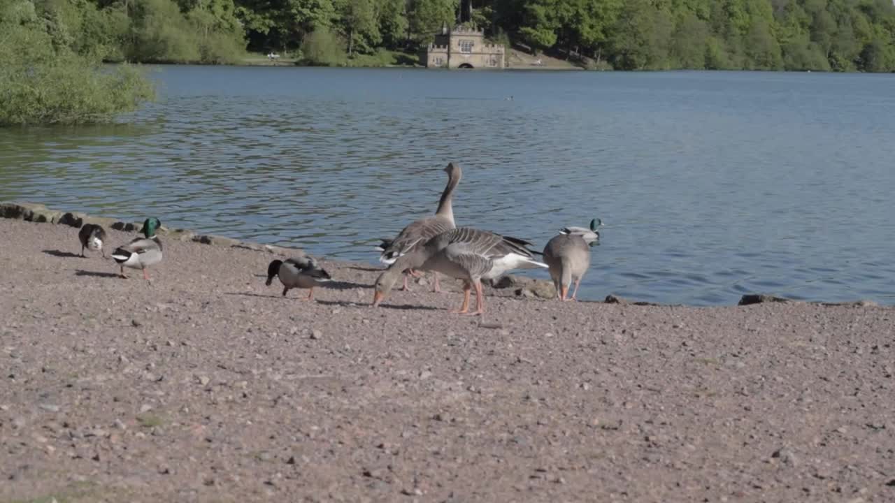 Geese and ducks by lake waterside wide panning shot