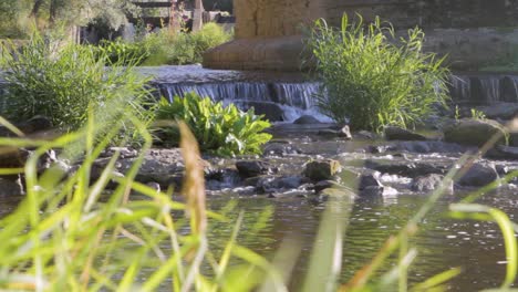 Ruhige-Szene-Am-Flussufer-Mit-Sonnenlicht,-Das-Das-Wasser-Beleuchtet,-Und-üppigem-Grün,-Nahaufnahme