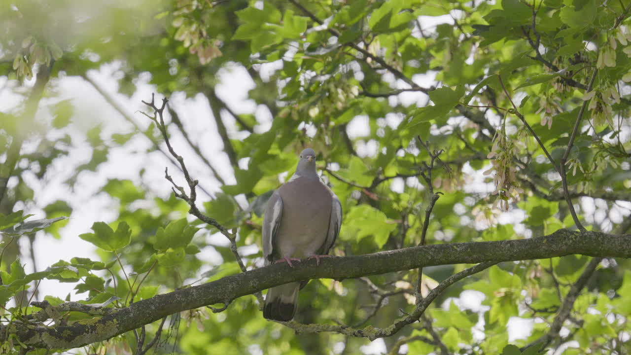 영국 의 한 여름 날 에 촬영 된 비디오 영상 으로, 시카모르 나무 에 앉아 휴식을 취하고 있는 나무 비둘기