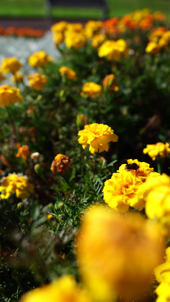 Uno scatto verticale di fiori di velluto gialli impollinati dalle api in una giornata di sole. Un primo piano
