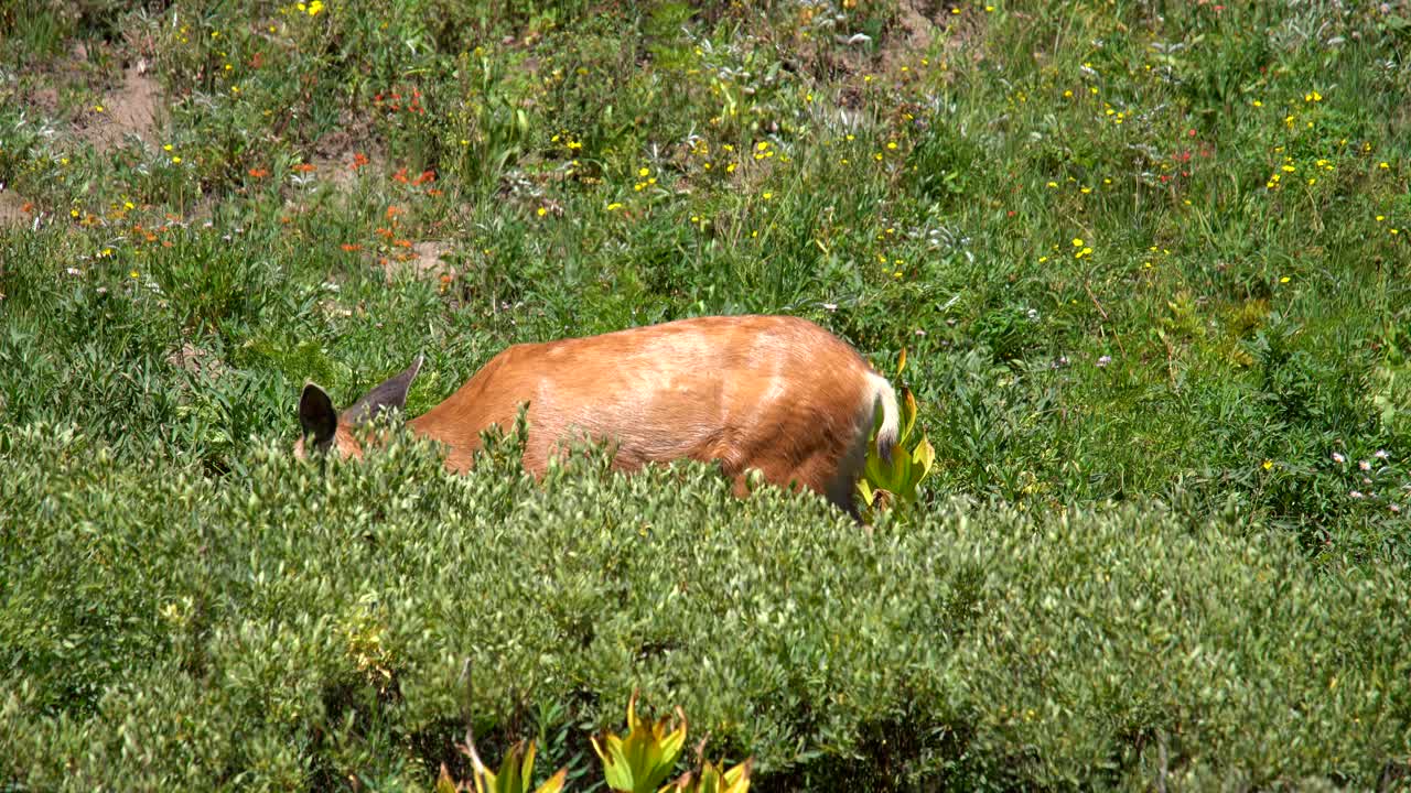 venado bura pastando en la montaña de colorado