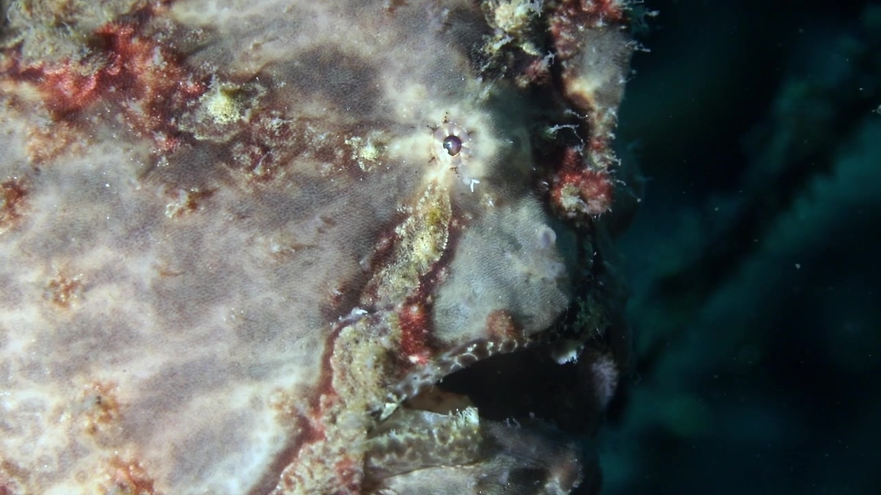 Osservazione subacquea macro dettagliata in 4K che si concentra sull'occhio, sull'apertura branchiale e sulla pelle dalla texture unica e irregolare di un pesce rana nello Stretto di Lembeh.