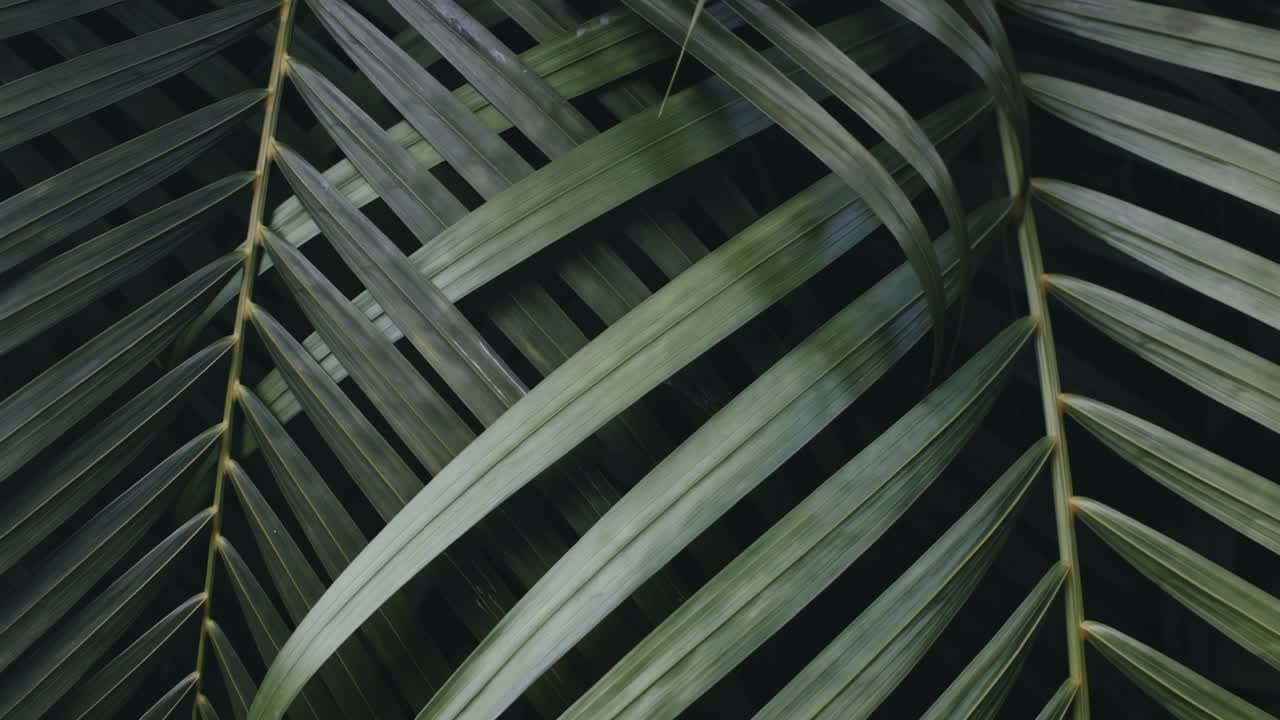 Overhead shot of lush green palm leaves creating a natural, textured pattern