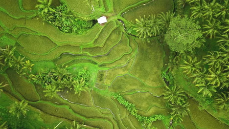 rising aerial shot of rice fields and palm trees, bali tropical destination