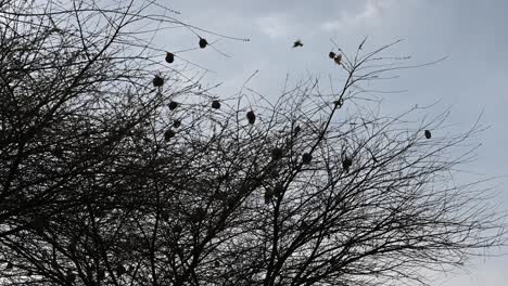 un gran grupo de nidos redondos de pájaros tejedores en un árbol en zimbabue, áfrica