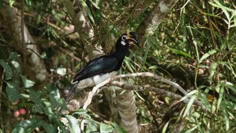 oosterse bonte neushoornvogel anthracoceros albirostris gezien in het gebladerte van een vruchtdragende boom die naar links kijkt en zijn hoofd rondstrekt, khao yai national park, thailand