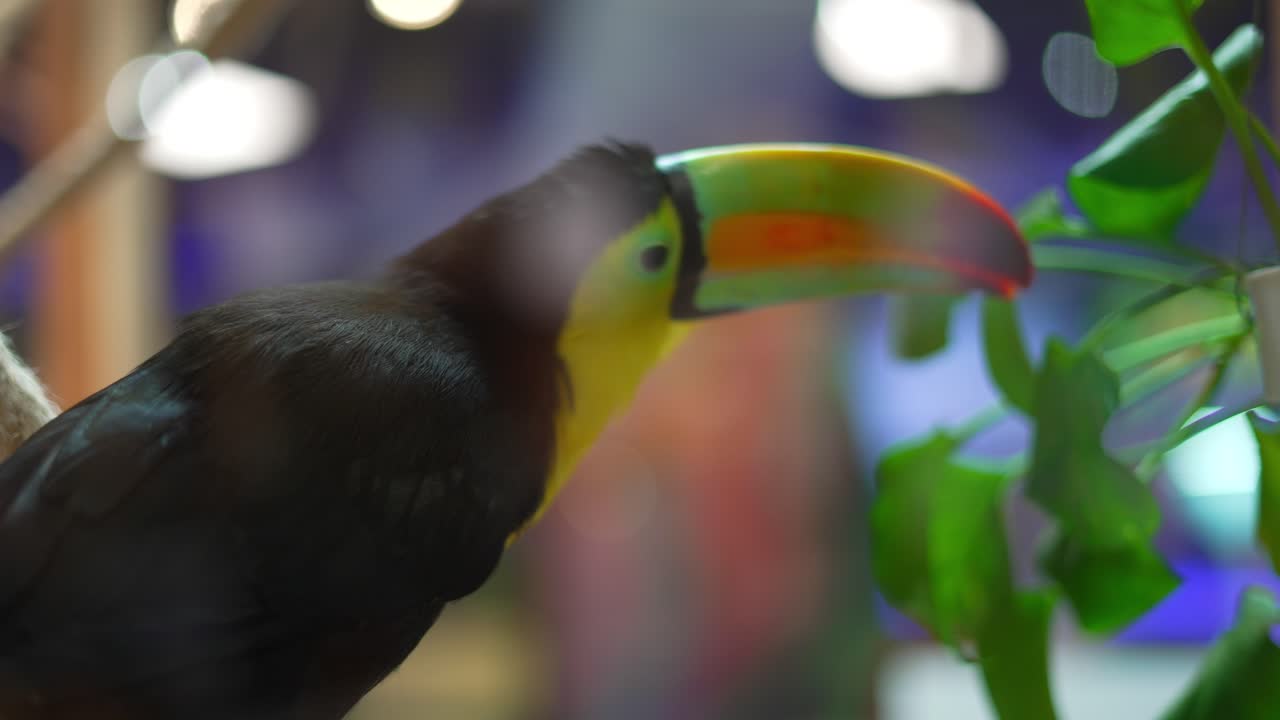 Tucano com bico lindamente colorido atrás do vidro de uma janela em loja de animais de estimação de shopping, brincando com planta em vaso, olhando para a câmera e depois se afastando.