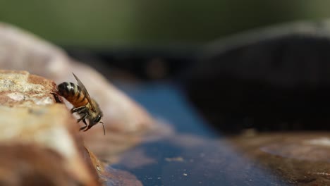 Honey-bee-on-rock-by-water-side,-abdomen-pulsating