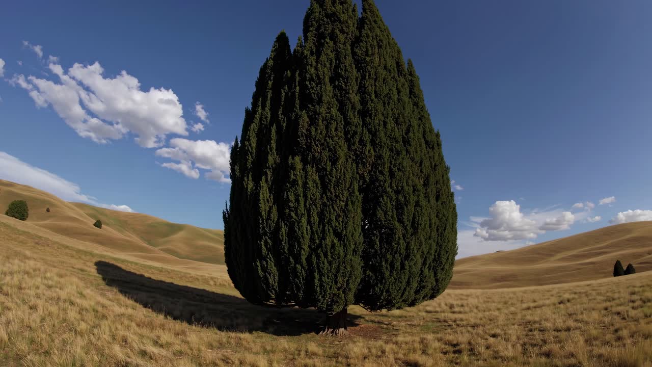 Wide-angle shot of a tall, solitary tree in a vast, rolling landscape under a blue sky