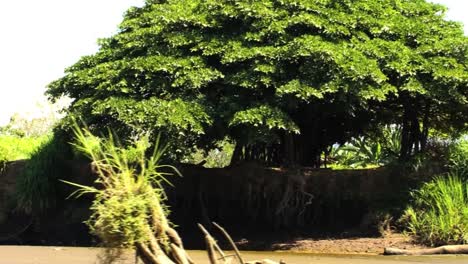 mangrove tree on the riverbank of tarcoles river in costa rica