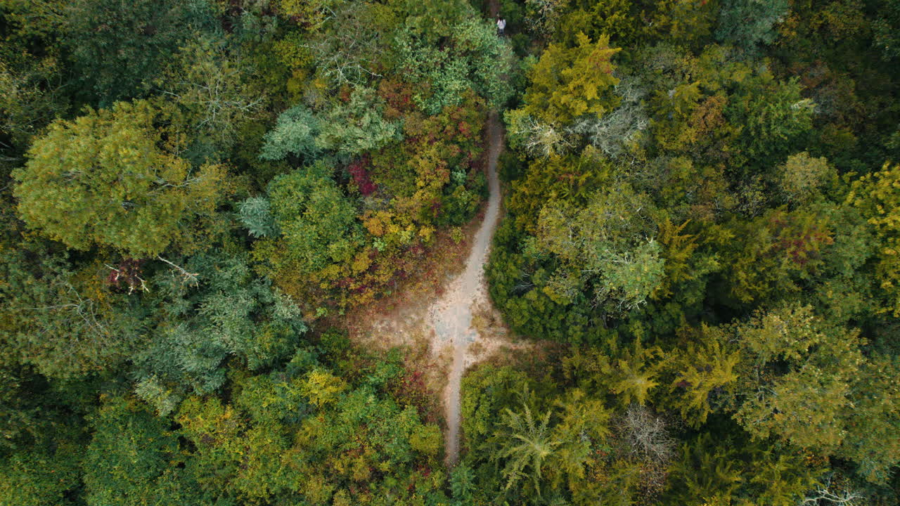 Crossroads inside dense forest tree canopy, multicolor in autumn fall season