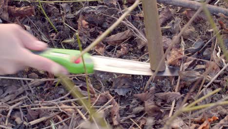 Foldable-Saw-Use-By-A-Person-On-Cutting-Plants-In-Forest-Ground