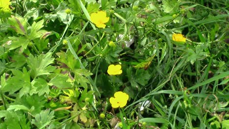 Wilde-Butterblumen-Wachsen-Auf-Einer-Wiese-Und-Kämpfen-Gegen-Den-Wind