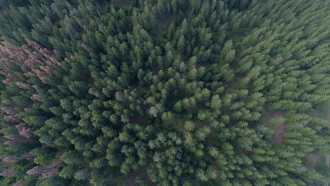 aerial: flying over a pine forest