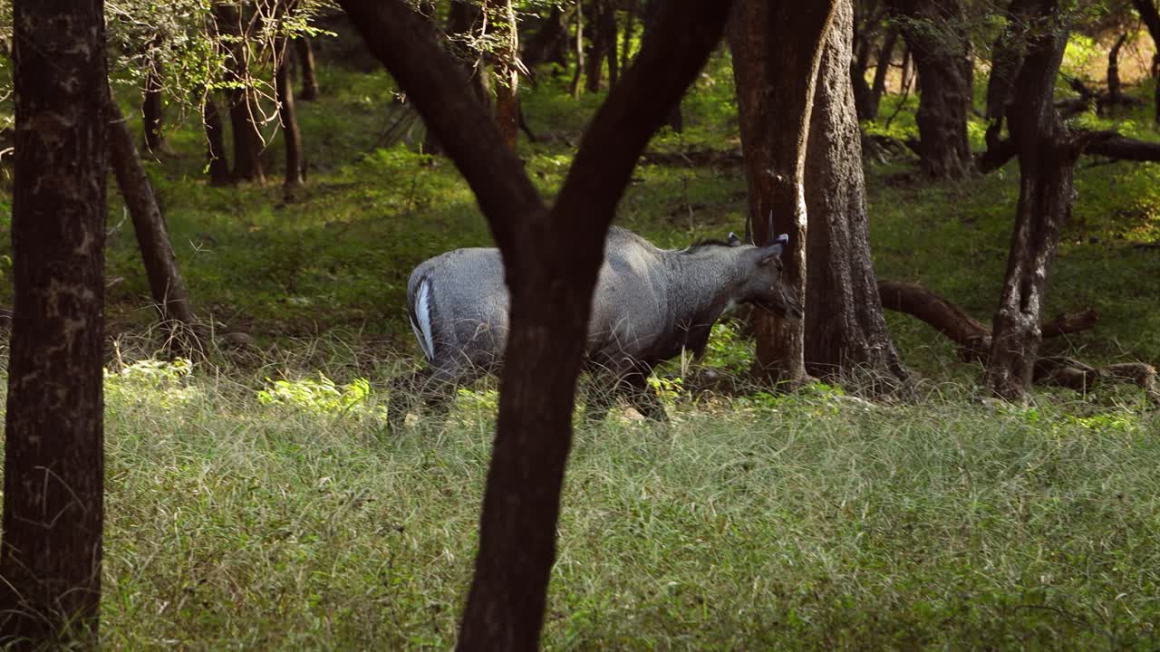 Nilgai o toro blu è la più grande antilope asiatica ed è endemica del subcontinente indiano. L'unico membro del genere Boselaphus. Parco nazionale di Ranthambore Sawai Madhopur Rajasthan India