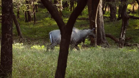 nilgai o toro azul es el antílope asiático más grande y es endémico del subcontinente indio. el único miembro del género boselaphus. parque nacional de ranthambore sawai madhopur rajasthan india