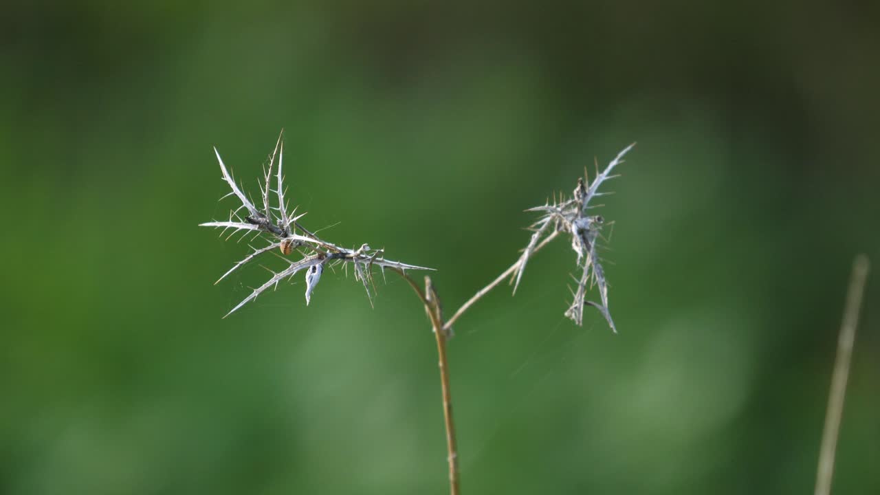 아침에 바람에 불어오는  잔디