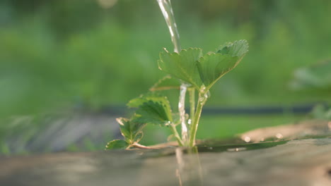 Strawberry plant leaves being gently showered with water stream from plastic can over black mulch film in sunny garden, droplets glistening on green blades against blurred foliage backdrop