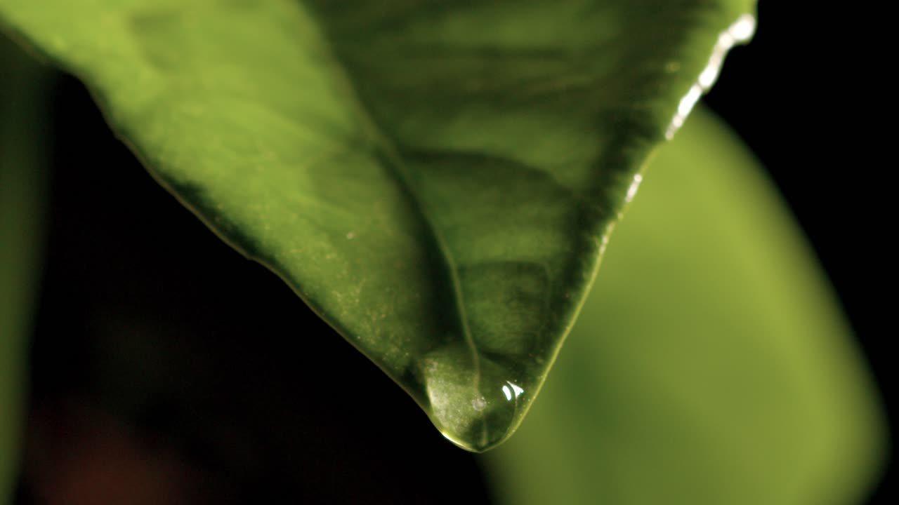 soltar lluvia agua seguir camino hoja planta en naturaleza ciclo entorno macro primer plano extremo cámara lenta