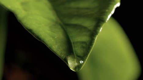 Drop-Rain-Water-follow-path-leaf-plant-at-nature-cycle-environment-macro-extreme-close-up-slow-motion