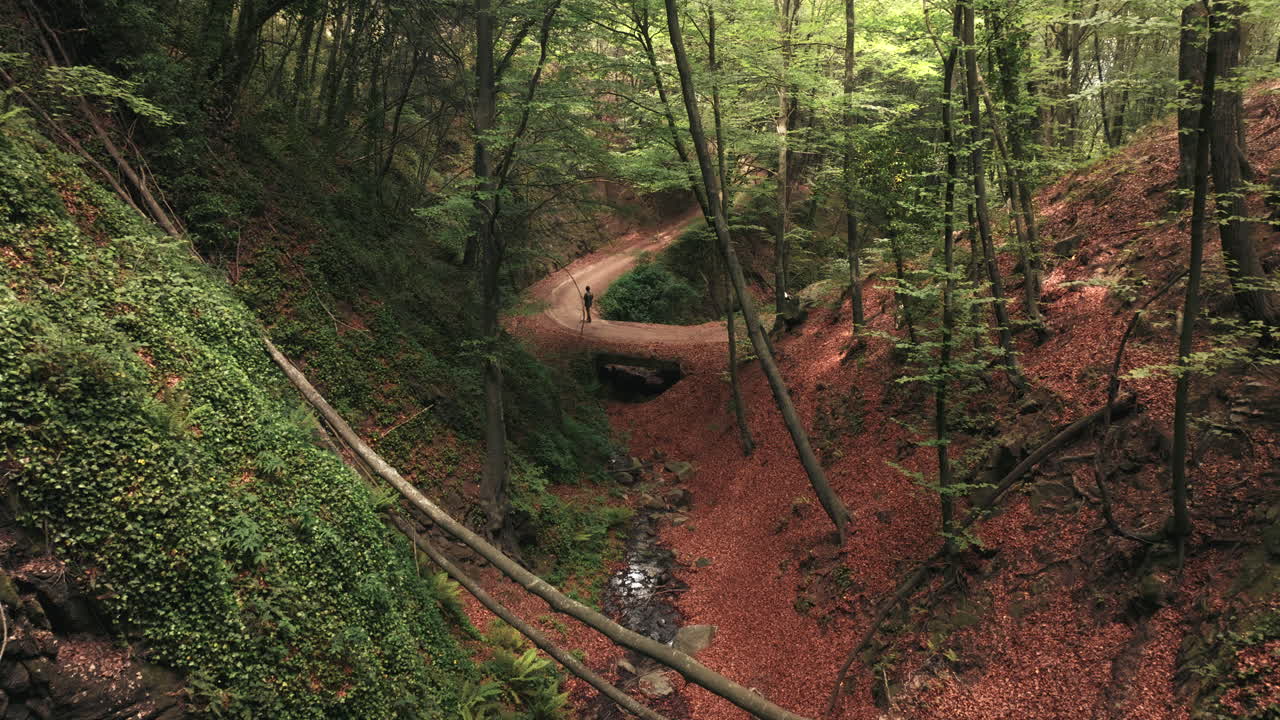 persona caminando por un sendero en una zona de bosque mágico profundo, vista aérea