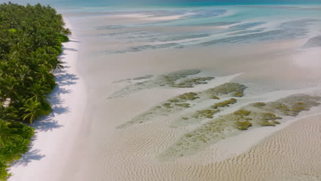 aerial view of tropical beach with palm trees and shallow ocean