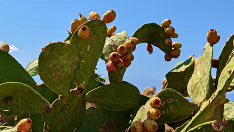 detailed view of prickly pear cacti and their fruits, set against a clear blue sky