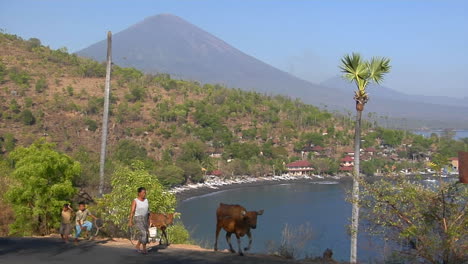 una familia nativa lleva su ganado a lo largo de una carretera de montaña en bali, indonesia