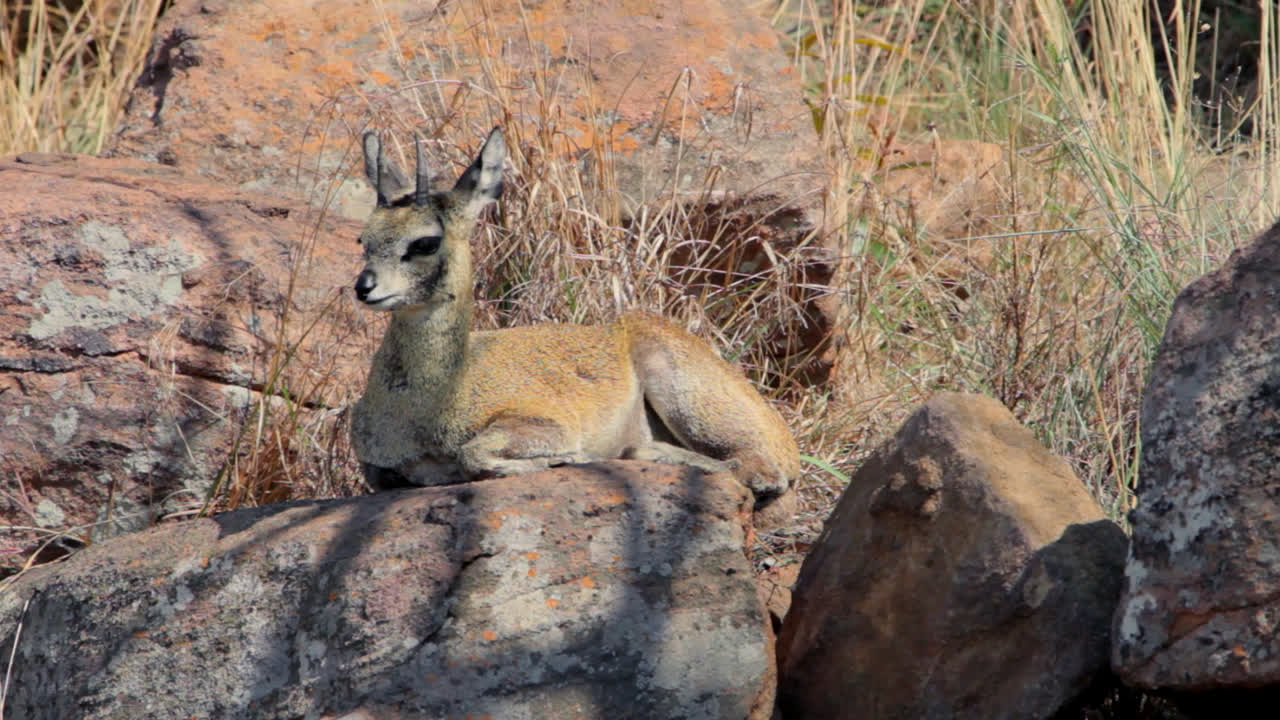 A steenbok laying on a rock in the afternoon sun in the South African bush