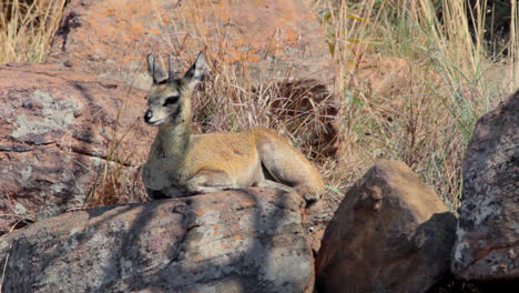 a steenbok laying on a rock in the afternoon sun in the south african bush