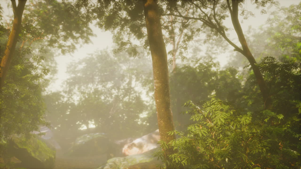 빛의 광선과 함께 녹색 숲