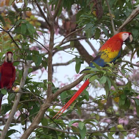 Two-scarlet-macaw-parrots-eat-guava-on-a-branch-in-the-jungle-of-Costa-Rica