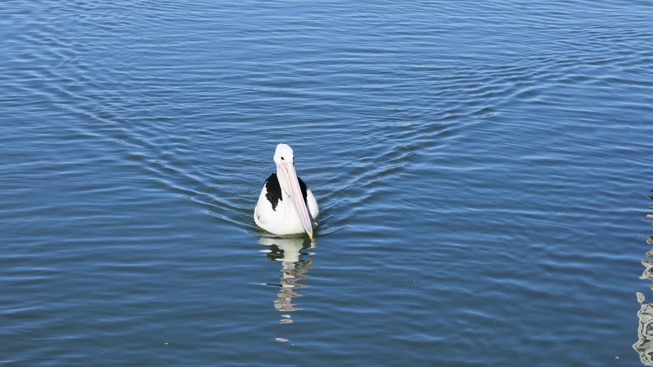 un pelícano se desliza suavemente a través del agua