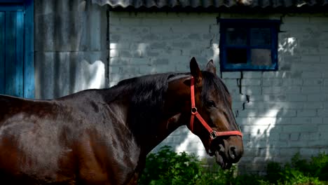 un semental de caballo marrón oscuro con melena negra mastica comida. prueba diferentes tipos de plantas para probarlas. un caballo camina en el corral cerca de los establos. un día soleado de verano.
