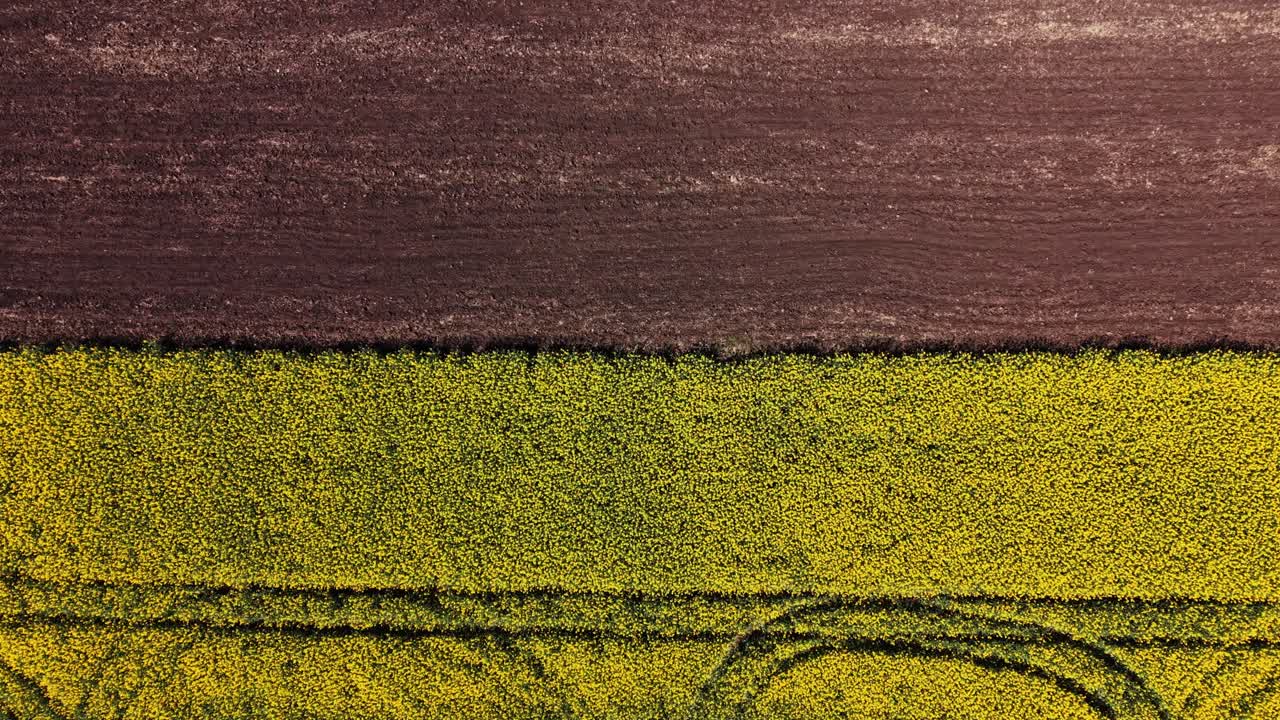 Fields of yellow flowers with brown soil in the countryside during daytime