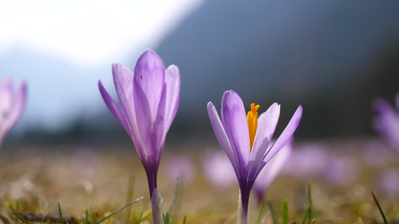 macro timelapse de crocas púrpuras balanceándose en el viento en el valle de la montaña