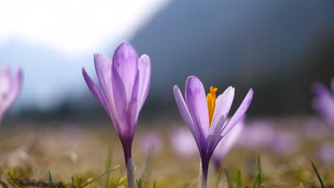 Makro-Zeitraffer-Von-Violetten-Krokussen,-Die-Sich-Im-Wind-Im-Gebirgstal-Wiegen