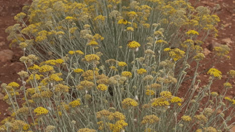 Helichrysum-Italicum-or-curry-plant-yellow-blossom-flower,-medicine-herb-agriculture-cultivation