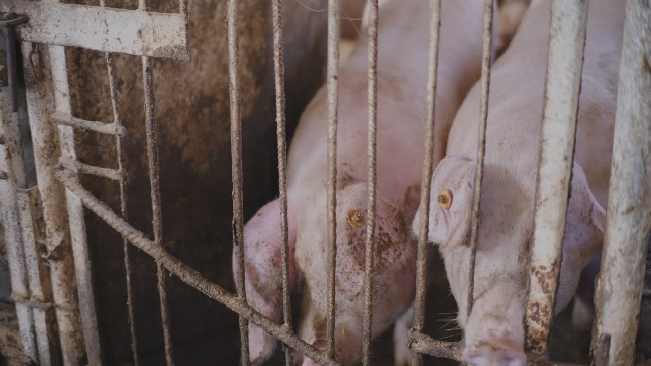 농장 케이지에 있는 돼지