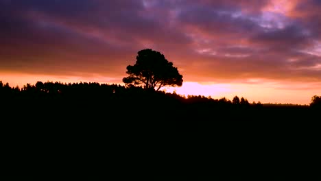 tree in the sunset