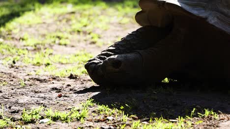 a turtle slowly moving on the ground