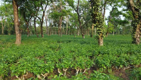 Ariel--Oder-Drohnenansicht,-Eine-Art-Teegarten-Assam