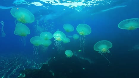 a school of jellyfish swimming through the ocean