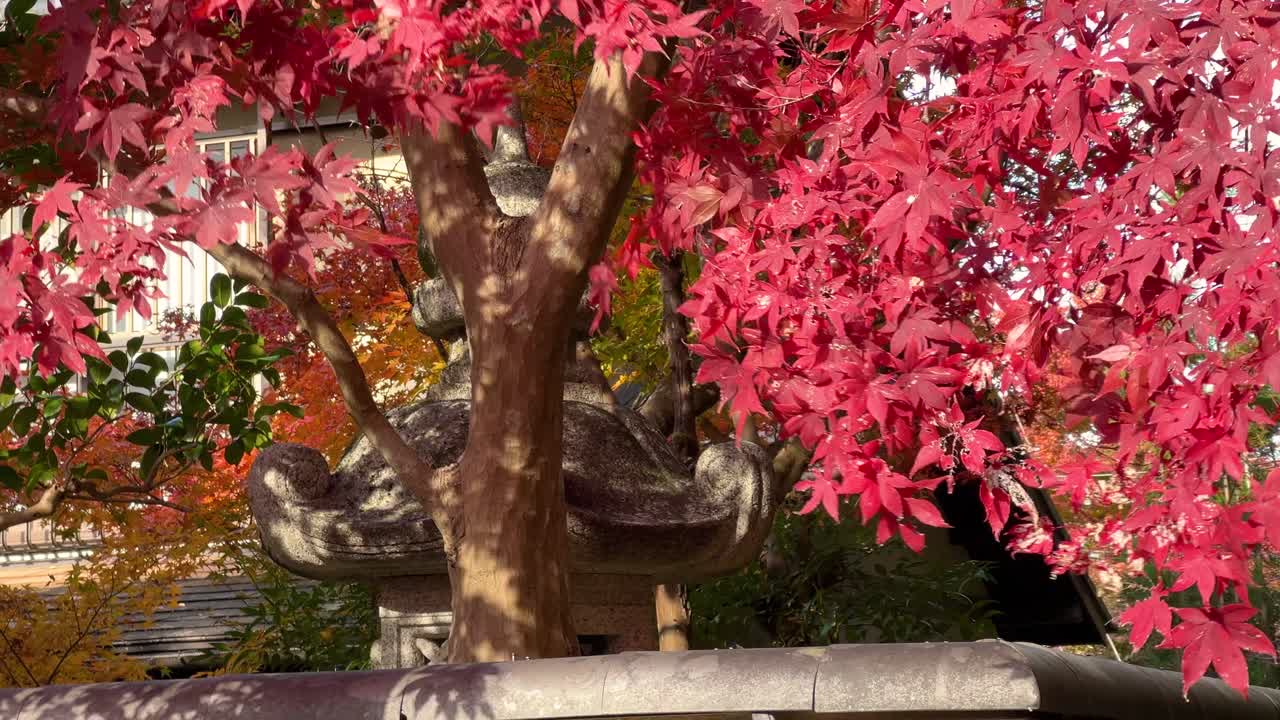 Vibrant red maple leaves waving against typical Japanese stone pillar
